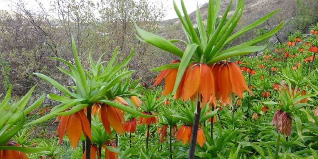 Bahar geldi doğa renklendi: Van ‘Ters laleler’ ile süslendi 2